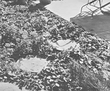 Save on Stylish Cement Stepping Stones Image